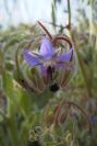2008-03-23-072-Borago-officinalis