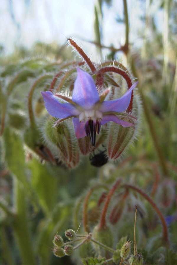 2008-03-23-072-Borago-officinalis