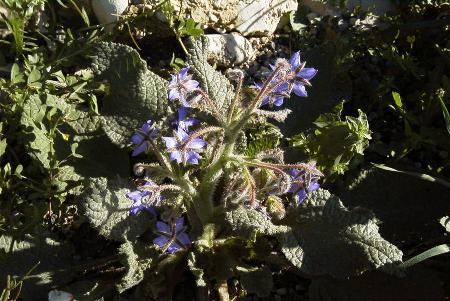 2008-03-23-073-Borago-officinalis