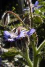 2008-03-23-074-Borago-officinalis