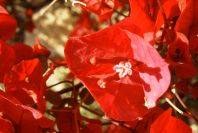 2008-03-23-075-Bougainvilla-spectabilis