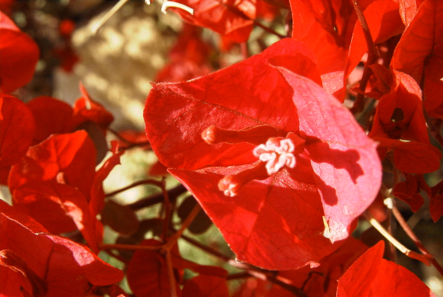 2008-03-23-075-Bougainvilla-spectabilis