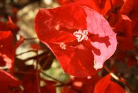 2008-03-23-076-Bougainvilla-spectabilis