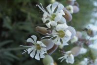 2008-03-23-077-Campion-white
