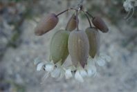 2008-03-23-079-Campion-white