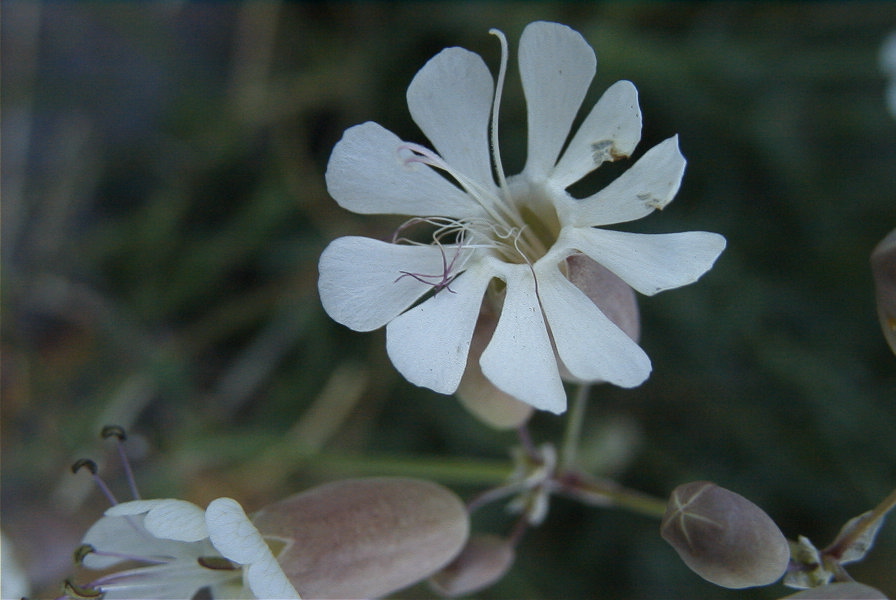 2008-03-23-080-Campion-white