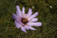 2008-03-23-081-Catananche-caerulea