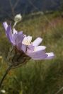 2008-03-23-082-Catananche-caerulea