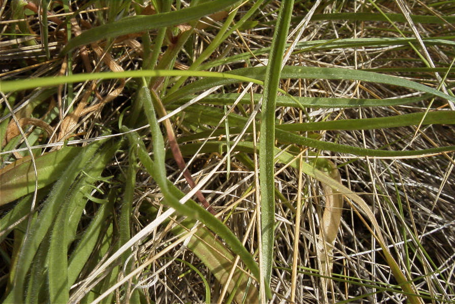 2008-03-23-083-Catananche-caerulea