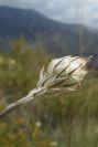 2008-03-23-084-Catananche-caerulea