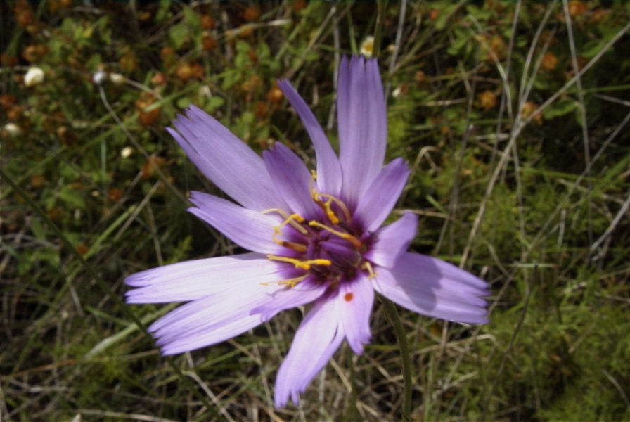 2008-03-23-085-Catananche-caerulea