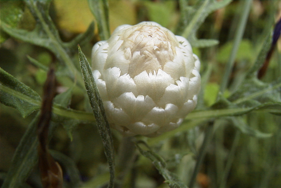 2008-03-23-086-Centauria-conifera