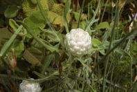 2008-03-23-087-Centauria-conifera