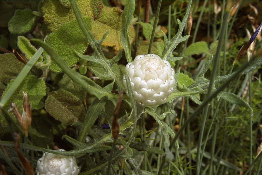 2008-03-23-087-Centauria-conifera