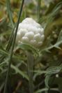 2008-03-23-089-Centauria-conifera