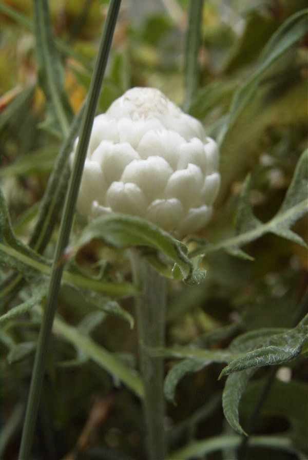 2008-03-23-089-Centauria-conifera