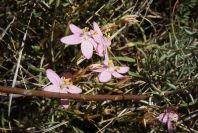 2008-03-23-090-Centaurium-erythraea
