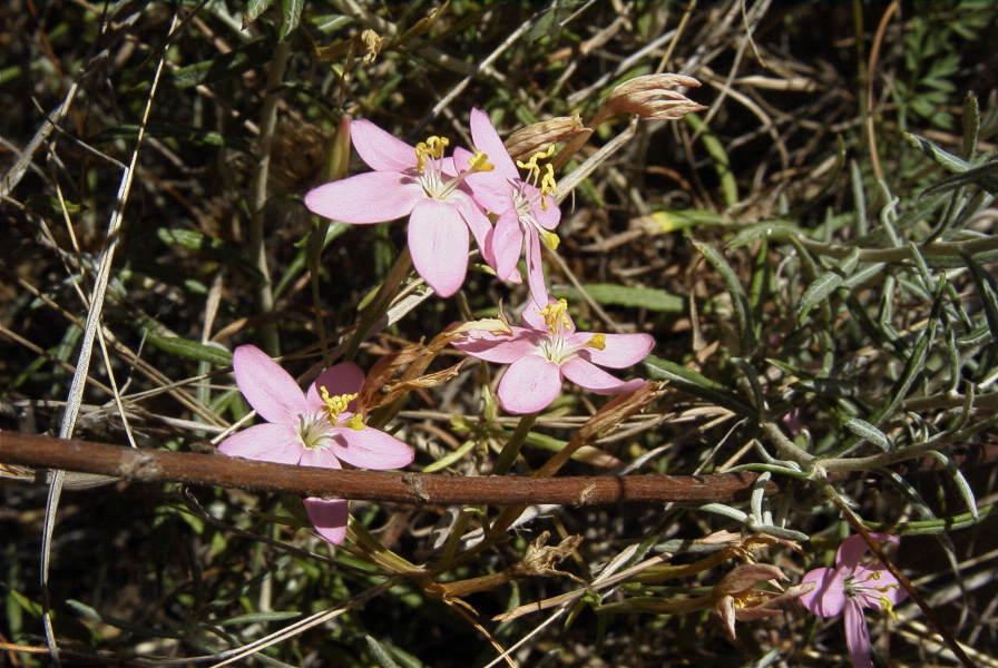2008-03-23-090-Centaurium-erythraea