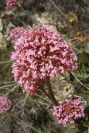 2008-03-23-091-Centranthus-Valerian