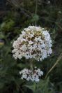 2008-03-23-092-Centranthus-Valerian
