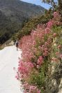 2008-03-23-094-Centranthus-Valerian