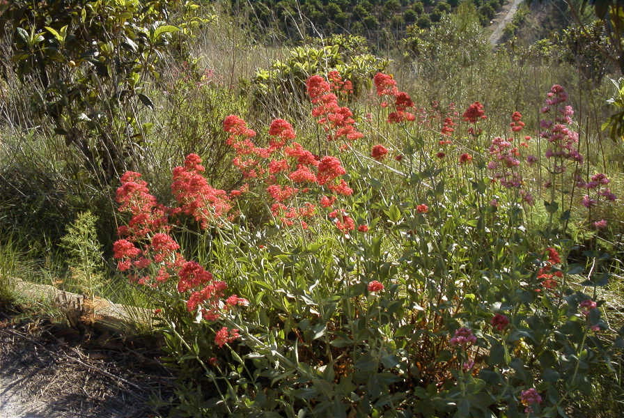 2008-03-23-096-Centranthus-Valerian