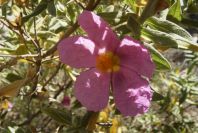 2008-03-23-097-Cistus