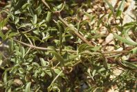 2008-03-23-098-Clematis