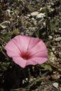 2008-03-23-099-Convolvulus-althaeoides