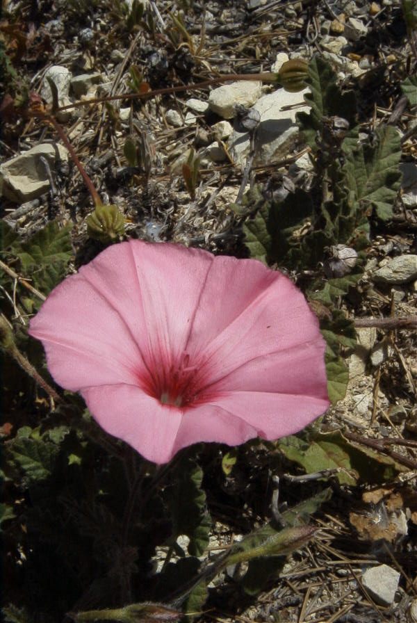 2008-03-23-099-Convolvulus-althaeoides