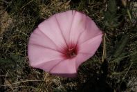 2008-03-23-100-Convolvulus-althaeoides