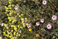 2008-03-23-101-Convolvulus-althaeoides