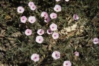 2008-03-23-102-Convolvulus-althaeoides