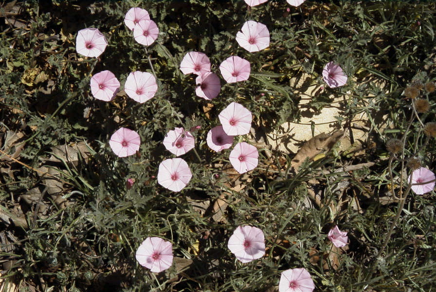 2008-03-23-102-Convolvulus-althaeoides