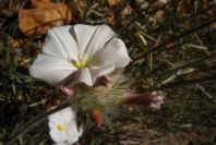 2008-03-23-103-Convolvulus-lanuginosus
