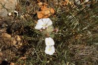 2008-03-23-104-Convolvulus-lanuginosus