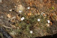 2008-03-23-105-Convolvulus-lanuginosus