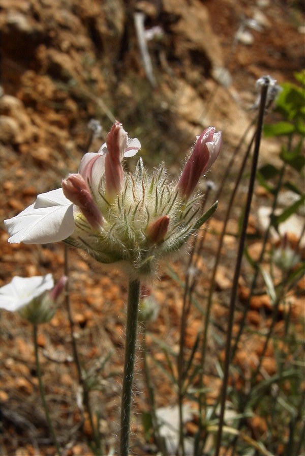 2008-03-23-106-Convolvulus-lanuginosus