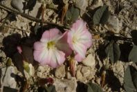 2008-03-23-107-Convolvulus