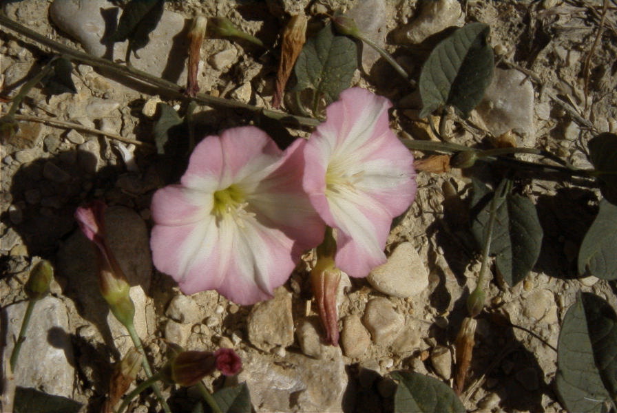 2008-03-23-107-Convolvulus
