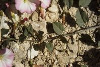 2008-03-23-108-Convolvulus