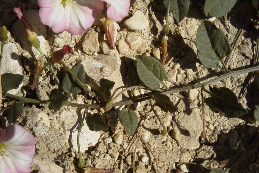 2008-03-23-108-Convolvulus
