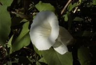 2008-03-23-109-Convolvulus
