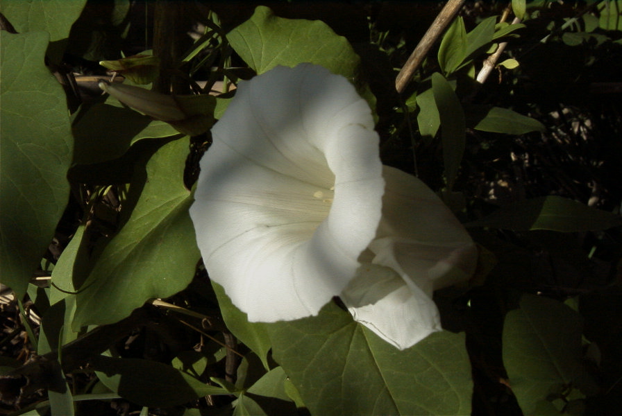 2008-03-23-109-Convolvulus
