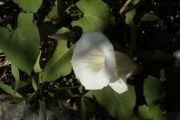2008-03-23-110-Convolvulus
