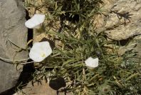 2008-03-23-111-Convolvulus