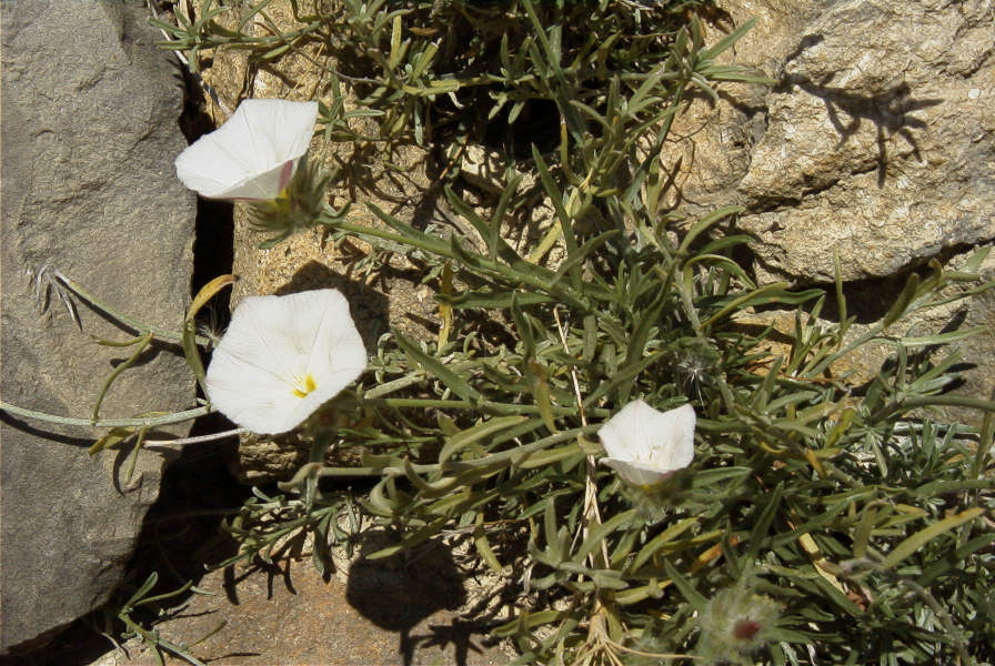 2008-03-23-111-Convolvulus