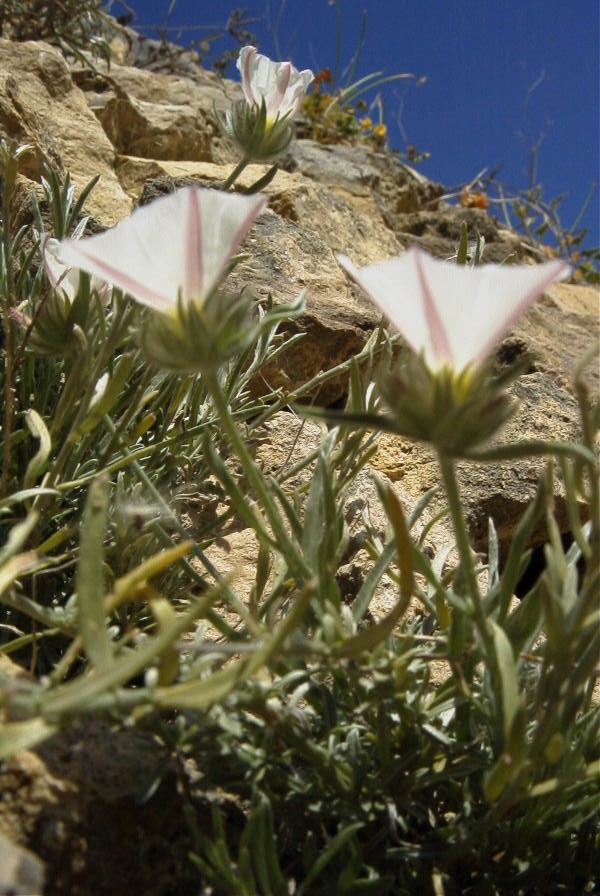 2008-03-23-112-Convolvulus