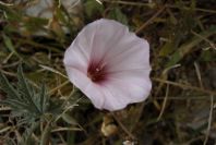 2008-03-23-113-Convolvulus