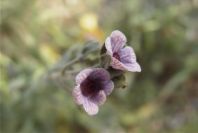 2008-03-23-115-Cynoglossum-creticum